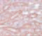 Ectoderm-neural cortex protein 1 antibody, 5693, ProSci, Immunohistochemistry frozen image 