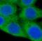 Prolyl 4-hydroxylase subunit alpha-1 antibody, FNab06079, FineTest, Immunofluorescence image 