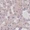 SPRE-binding protein antibody, HPA036786, Atlas Antibodies, Immunohistochemistry frozen image 