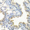Leucine Rich Alpha-2-Glycoprotein 1 antibody, 23-228, ProSci, Immunohistochemistry paraffin image 