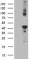 Cytokine Induced Apoptosis Inhibitor 1 antibody, TA808812S, Origene, Western Blot image 