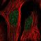 Ligand-dependent corepressor antibody, NBP2-68735, Novus Biologicals, Immunofluorescence image 