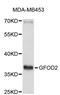 Glucose-Fructose Oxidoreductase Domain Containing 2 antibody, abx003829, Abbexa, Western Blot image 