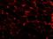Laminin antibody, NB600-883, Novus Biologicals, Immunohistochemistry paraffin image 