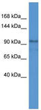 NLR Family Pyrin Domain Containing 2 antibody, TA344958, Origene, Western Blot image 