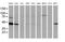 ADP-ribosylation factor GTPase-activating protein 1 antibody, MA5-25467, Invitrogen Antibodies, Western Blot image 