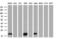 Nucleoside diphosphate kinase, mitochondrial antibody, GTX84028, GeneTex, Western Blot image 