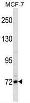FCRH5 antibody, AP51645PU-N, Origene, Western Blot image 