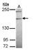 Phospholipase C Eta 1 antibody, LS-C186012, Lifespan Biosciences, Western Blot image 