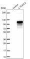 Interleukin 1 Receptor Accessory Protein Like 2 antibody, NBP1-81598, Novus Biologicals, Western Blot image 