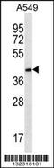 Migfilin antibody, 56-601, ProSci, Western Blot image 