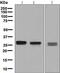 Serine And Arginine Rich Splicing Factor 1 antibody, ab129108, Abcam, Western Blot image 