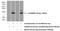 C19orf80 antibody, 23792-1-AP, Proteintech Group, Western Blot image 