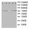 ATP Binding Cassette Subfamily G Member 2 (Junior Blood Group) antibody, orb96996, Biorbyt, Western Blot image 