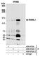 Mastermind Like Transcriptional Coactivator 1 antibody, A300-672A, Bethyl Labs, Immunoprecipitation image 