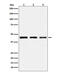 6-phosphogluconate dehydrogenase, decarboxylating antibody, M01623-1, Boster Biological Technology, Western Blot image 