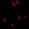 Decorin antibody, abx225139, Abbexa, Western Blot image 