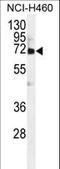 von Willebrand factor A domain-containing protein 2 antibody, LS-C203713, Lifespan Biosciences, Western Blot image 