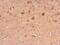 Neuronal calcium sensor 1 antibody, PA5-21666, Invitrogen Antibodies, Immunohistochemistry frozen image 