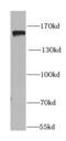 Period Circadian Regulator 1 antibody, FNab06311, FineTest, Western Blot image 