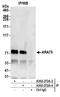 Nuclear receptor coactivator 4 antibody, A302-272A, Bethyl Labs, Immunoprecipitation image 