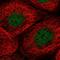 Transmembrane Protein 94 antibody, HPA050660, Atlas Antibodies, Immunofluorescence image 