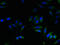 5-Hydroxytryptamine Receptor 1E antibody, A62758-100, Epigentek, Immunofluorescence image 