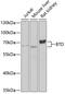 Biotinidase antibody, 15-292, ProSci, Western Blot image 
