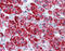 Heat Shock Protein Family D (Hsp60) Member 1 antibody, 49-096, ProSci, Immunohistochemistry frozen image 