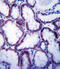 Solute Carrier Family 22 Member 1 antibody, 57-369, ProSci, Immunohistochemistry frozen image 