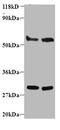 Endoplasmic reticulum resident protein 29 antibody, A51705-100, Epigentek, Western Blot image 