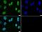 Histone H3.2 antibody, PA5-27029, Invitrogen Antibodies, Immunocytochemistry image 