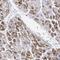 Nebulette antibody, HPA013994, Atlas Antibodies, Immunohistochemistry frozen image 