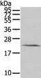 Histidine Triad Nucleotide Binding Protein 3 antibody, PA5-50817, Invitrogen Antibodies, Western Blot image 