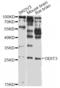 DNA Damage Inducible Transcript 3 antibody, orb135381, Biorbyt, Western Blot image 