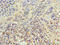 E1A Binding Protein P300 antibody, orb41777, Biorbyt, Immunohistochemistry paraffin image 