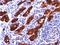 Thyroglobulin antibody, orb388693, Biorbyt, Immunohistochemistry paraffin image 