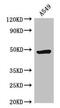 Histamine H3 receptor antibody, CSB-PA897568LA01HU, Cusabio, Western Blot image 