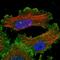 Proto-oncogene tyrosine-protein kinase Yes antibody, HPA026480, Atlas Antibodies, Immunofluorescence image 