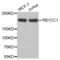 RB1 Inducible Coiled-Coil 1 antibody, abx002402, Abbexa, Western Blot image 