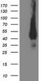 Mevalonate Kinase antibody, TA502934, Origene, Western Blot image 