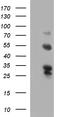 SMAD Family Member 1 antibody, LS-C338434, Lifespan Biosciences, Western Blot image 