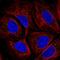 HTRA3 antibody, HPA063810, Atlas Antibodies, Immunofluorescence image 