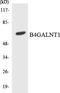 Beta-1,4 N-acetylgalactosaminyltransferase 1 antibody, LS-C200171, Lifespan Biosciences, Western Blot image 