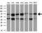 RUNX1 Partner Transcriptional Co-Repressor 1 antibody, LS-C337730, Lifespan Biosciences, Western Blot image 
