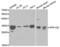 Protein Phosphatase 1 Catalytic Subunit Beta antibody, abx001011, Abbexa, Western Blot image 