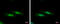 Nuclear nucleic acid-binding protein C1D antibody, GTX129439, GeneTex, Immunofluorescence image 