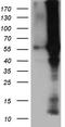 Bone Morphogenetic Protein 6 antibody, TA812215, Origene, Western Blot image 