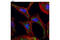 Caveolin 2 antibody, 8522P, Cell Signaling Technology, Immunofluorescence image 