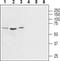 Arginine Vasopressin Receptor 1A antibody, PA5-77761, Invitrogen Antibodies, Western Blot image 